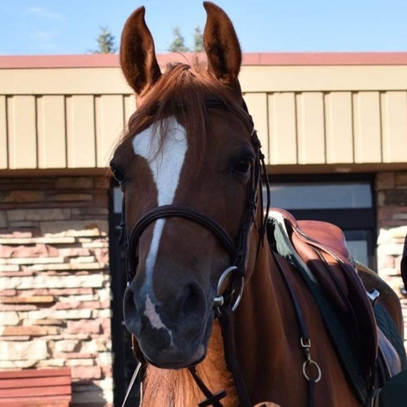 Meet your Posher, Hailey - Picture 1 of 1